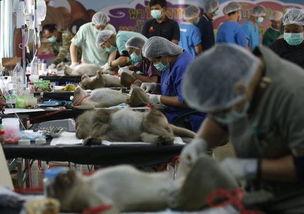 给猴做绝育视频,绝育手术背后的关爱与未来